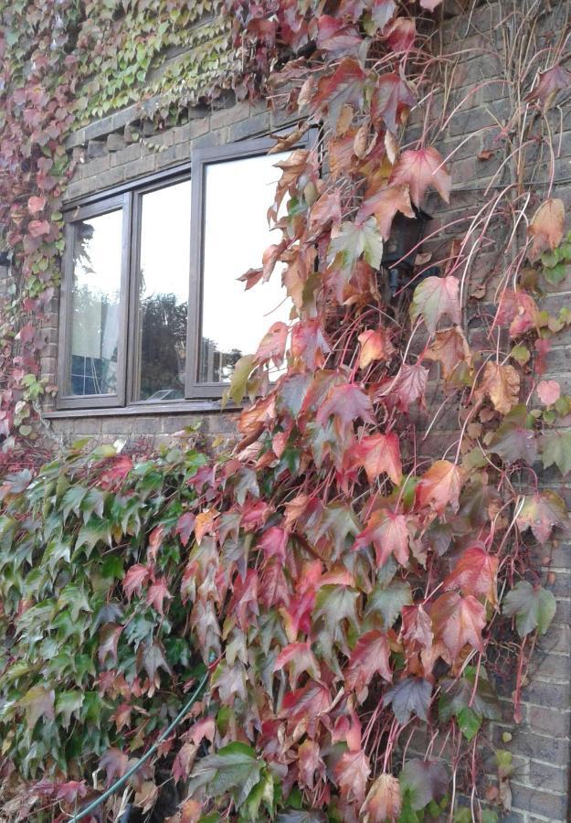 Pett Woodpeckers Cottage B&B المظهر الخارجي الصورة